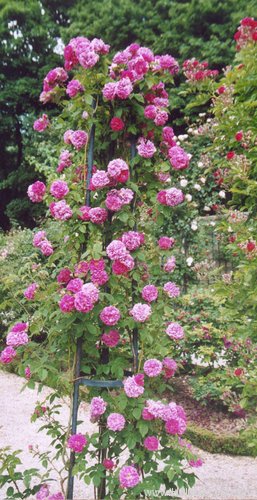 'De la Grifferaie' rose photo