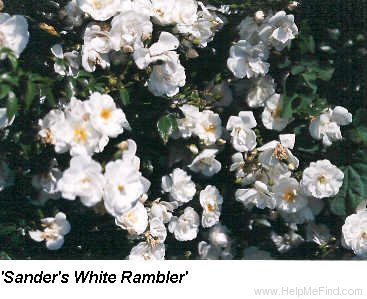 'Sander's White' rose photo