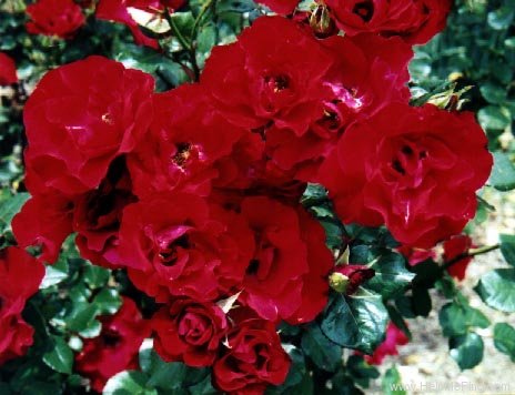 'Cameron Bohls ™' rose photo