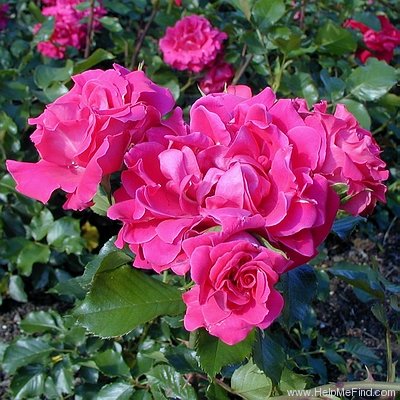 'Madame Fernandel' rose photo