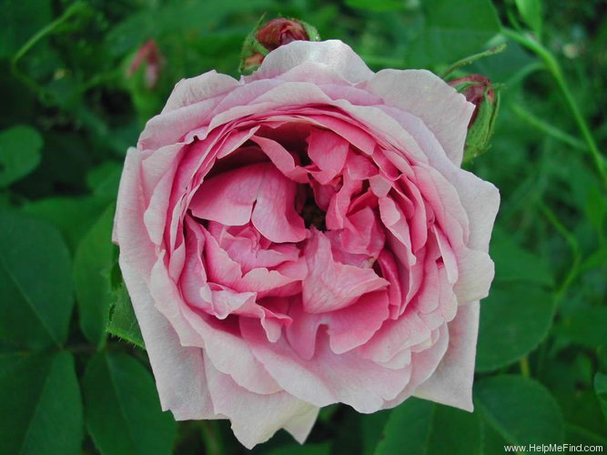 'Agatha Incarnata' rose photo