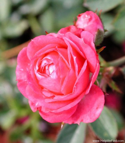 'Carol-Jean' rose photo