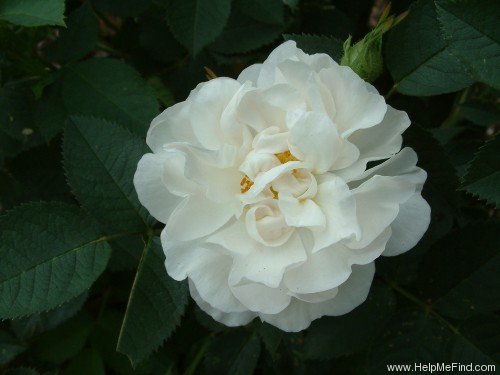 'Maiden's Blush (alba)' rose photo