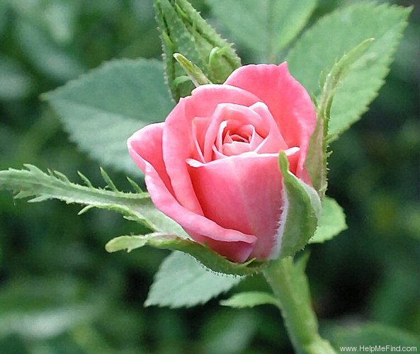 'Chelsea (miniature, Moore, 1986)' rose photo