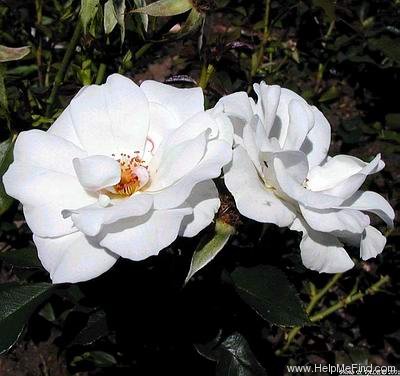 'Carte Blanche ® (floribunda, Meilland, 1999)' rose photo
