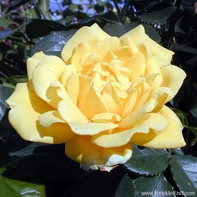 'Climbing Allgold' rose photo