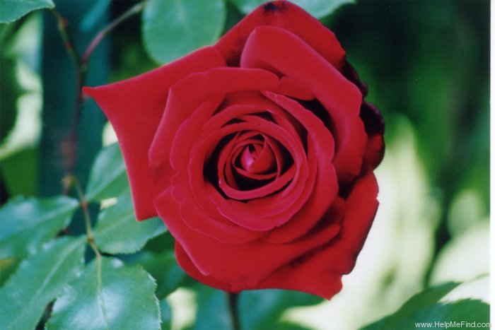 'Salammbô' rose photo