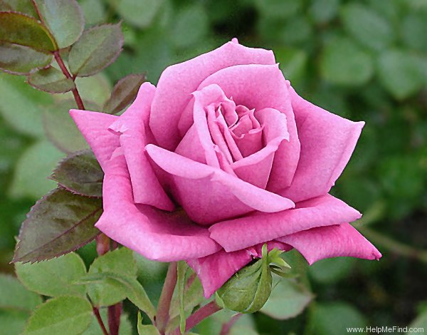 'Diamond Anniversary ™' rose photo