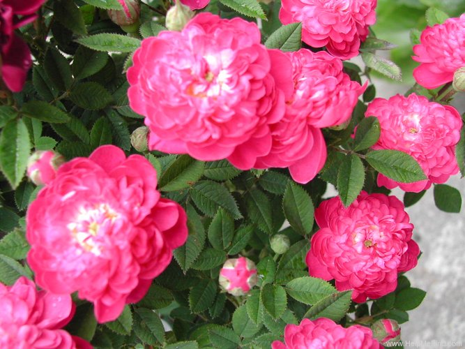 'Centifolia Parvifolia' rose photo
