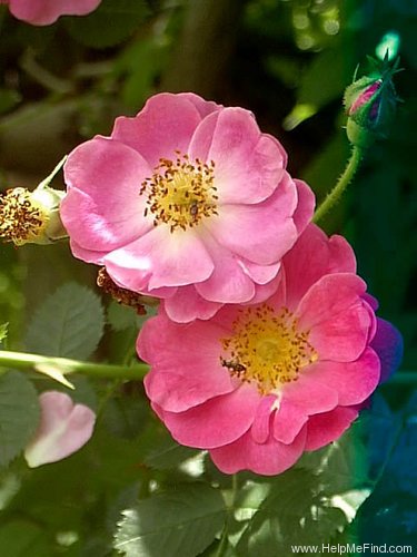 'Shakespeare Garden Eglantine' rose photo