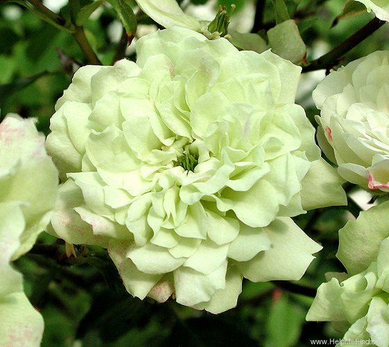 'Green Ice (miniature, Moore 1971)' rose photo