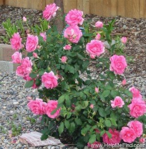 'Country Dancer' rose photo