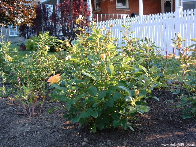 'Morden Sunrise (Shrub, Collicutt, 1991)' rose photo