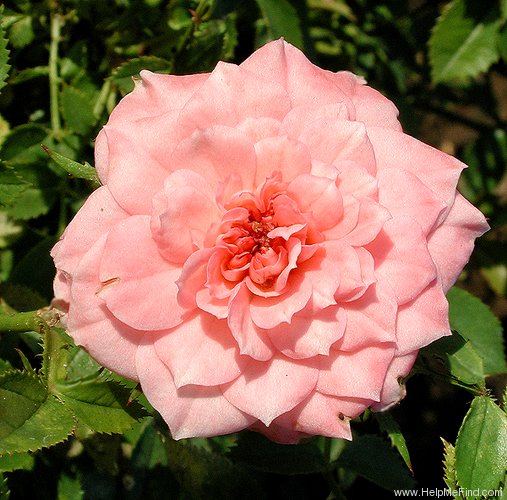 'Janice Tellian' rose photo