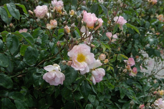 'Light Touch' rose photo