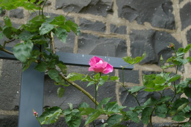 'Nora Cunningham' rose photo