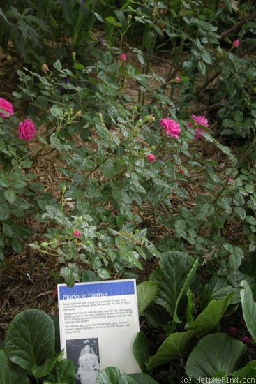 'Marjory Palmer' rose photo