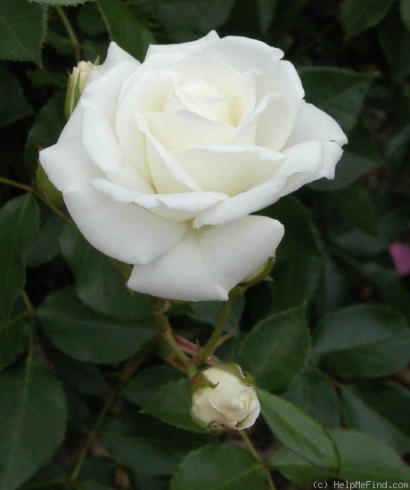 'Mawson' rose photo