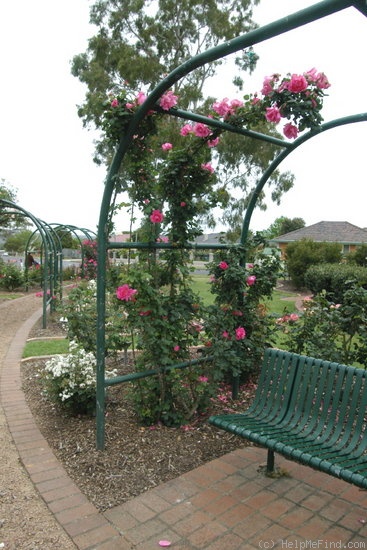 'Kitty Kininmonth' rose photo