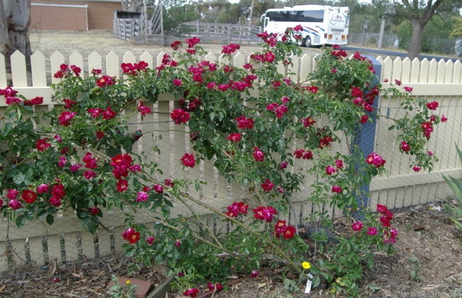 'Scorcher' rose photo
