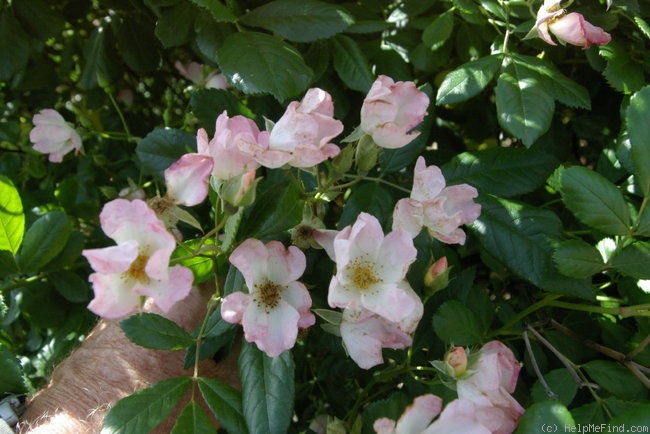 'Carabella' rose photo