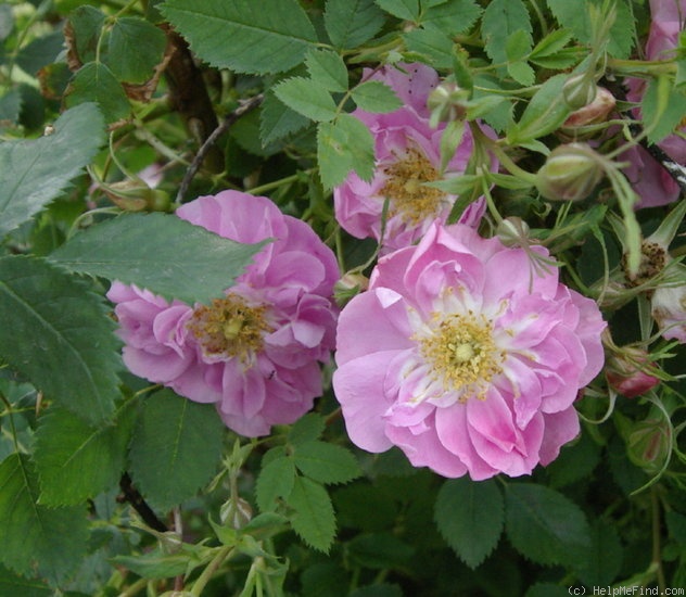 '<i>Rosa californica</i> f. <i>plena</i> Rehder' rose photo