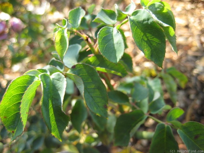 'Appoline' rose photo