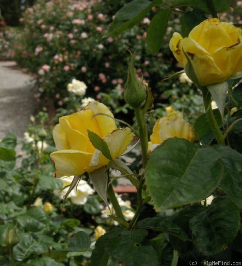 'Eliza Dorothy' rose photo
