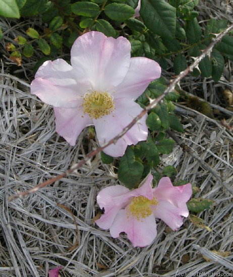 '<i>Rosa</i> x <i>coryana</i> Hurst' rose photo