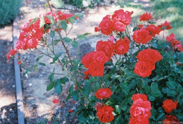 'Trumpeter' rose photo