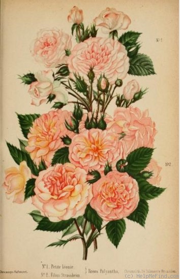 'Petite Léonie' rose photo