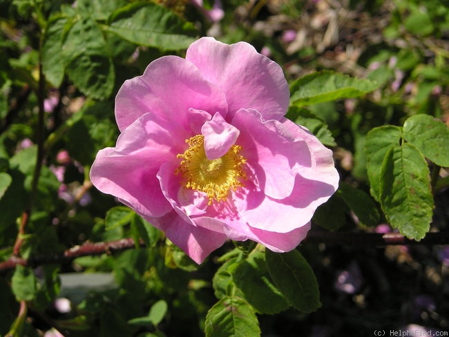 '<i>Rosa nutkana</i> 'Plena'' rose photo