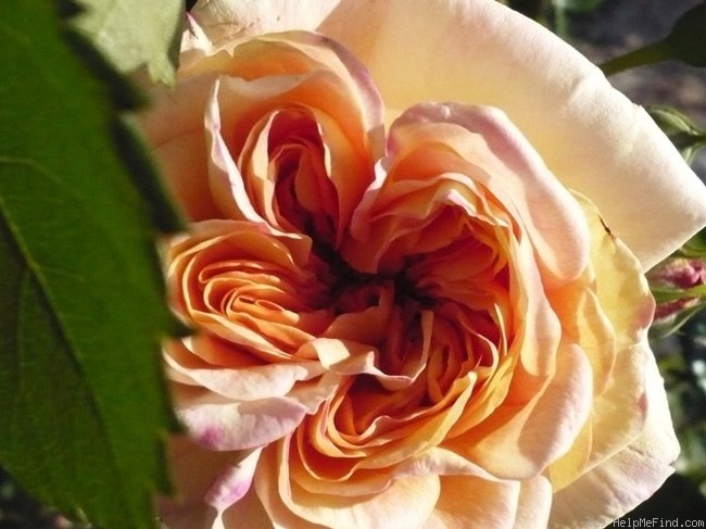 'Alchemist' rose photo