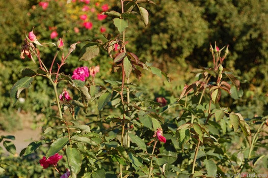 'Gloire des Rosomanes' rose photo