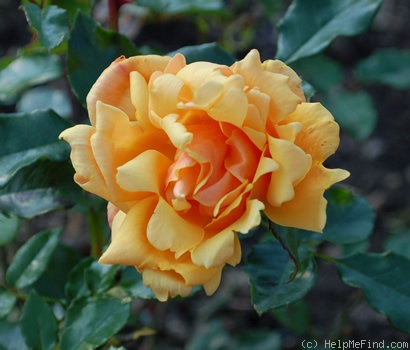 'Copper Delight' rose photo