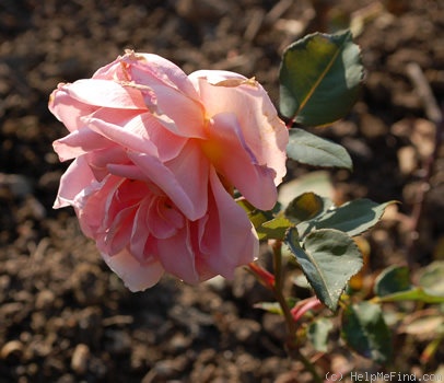 'Madame J.M. Fructus' rose photo