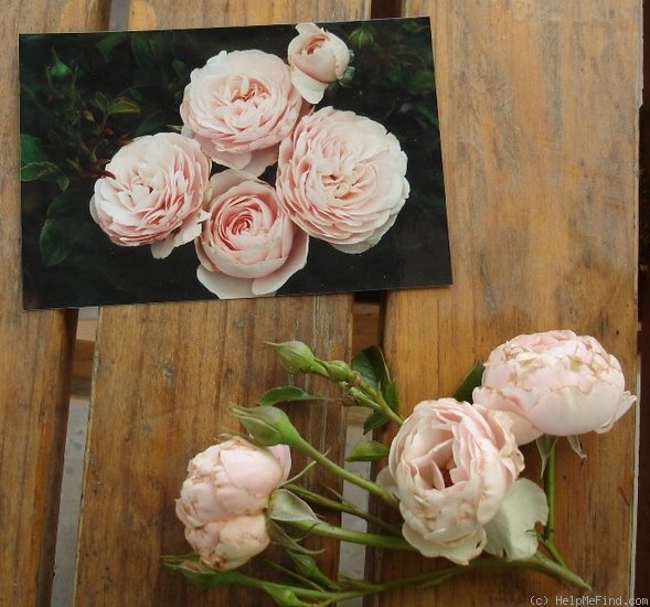 'Alison Barbara' rose photo