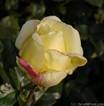 'Danzig' rose photo
