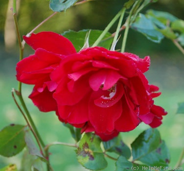'Stella (shrub, Tantau 1979)' rose photo