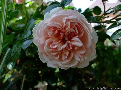 'Wildeve' rose photo