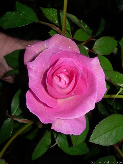 'CARXCHD' rose photo