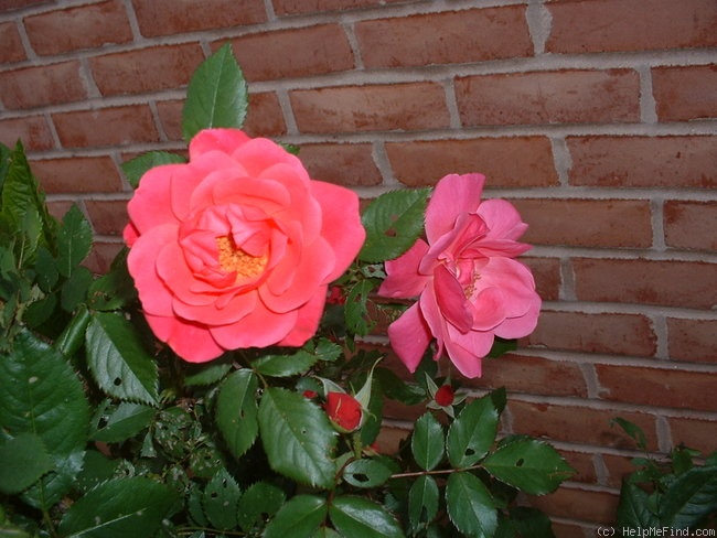 'MR1' rose photo
