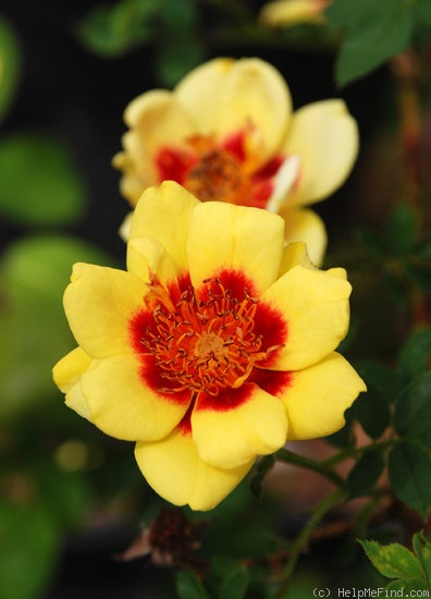 'Persian Light ™' rose photo