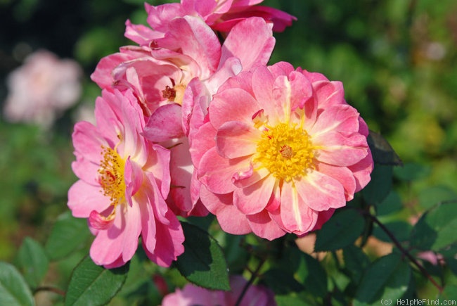 'Robert's Wondrous Ruthie' rose photo