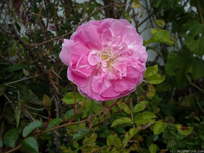 'New Century' rose photo