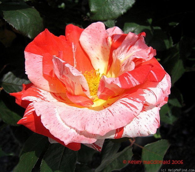 'Hanky Panky (floribunda, Carruth, 2000)' rose photo