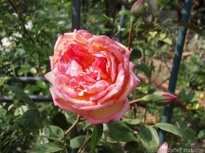'Triomphe de Guillot Fils' rose photo