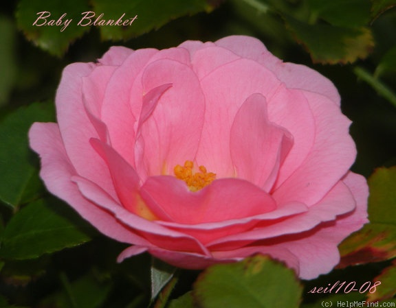 'Baby Blanket ®' rose photo