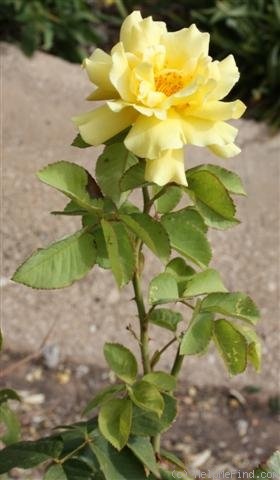'Golden Giant' rose photo