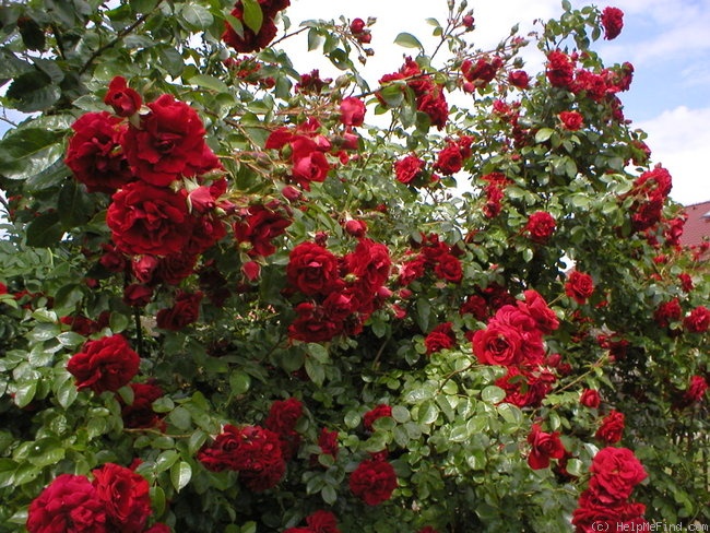 'Amadeus ™ (LCl, Kordes, 2003)' rose photo